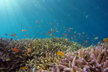 scuba-diving-bora-bora-concierge-activiy